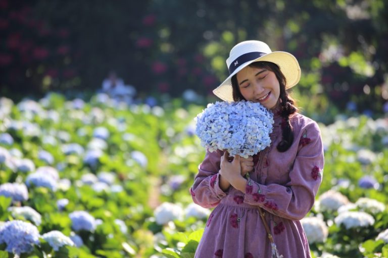 Can Hydrangea Grow in a Pot? A Guide to Successfully Growing Hydrangeas in Containers