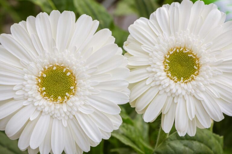 Do Gerbera Daisies Bloom More Than Once? Exploring the Blooming Habits of Gerbera Daisies