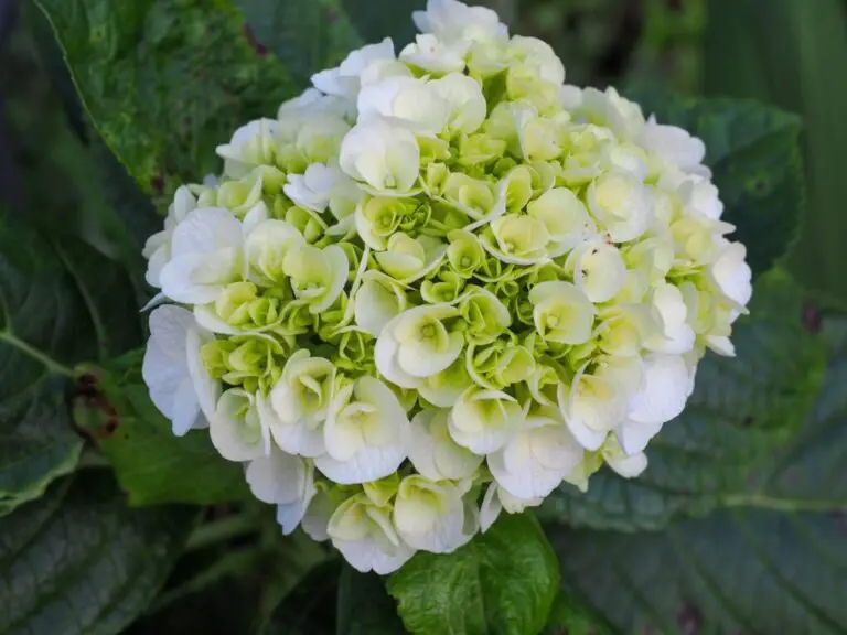 How to Propagate Hydrangea: A Step-by-Step Guide