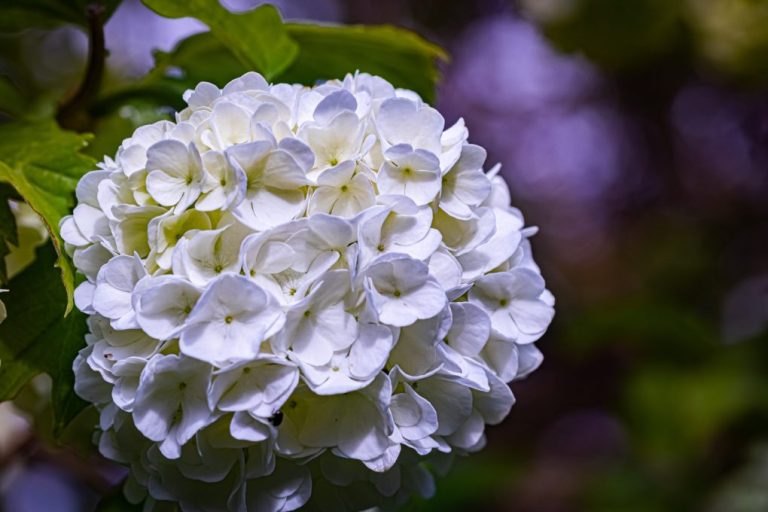 Types of White Hydrangeas: A Comprehensive Guide