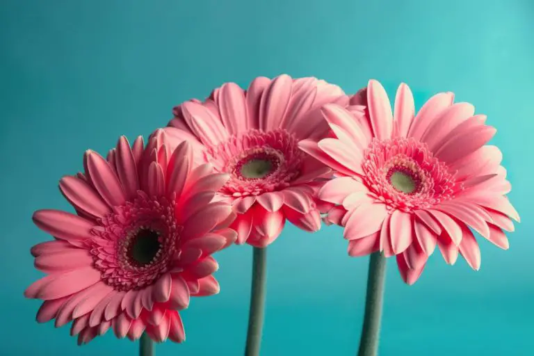 Do Gerbera Daisies Multiply? Everything You Need to Know