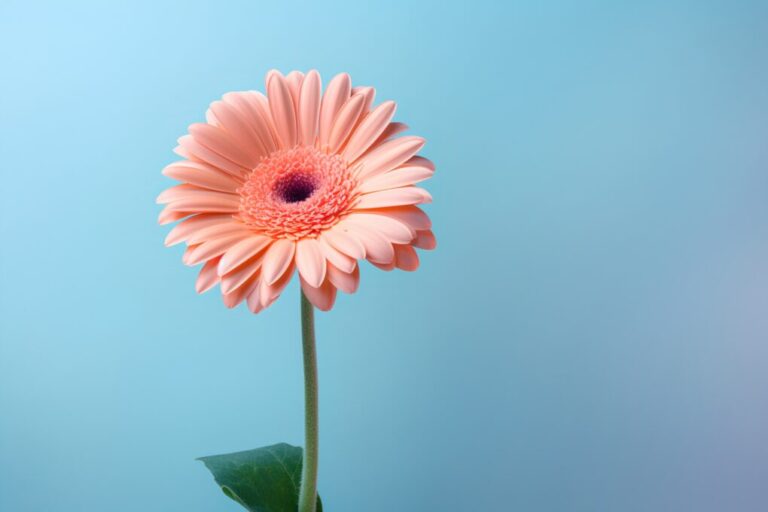 Gerbera vs Daisy: Understanding the Differences and Similarities