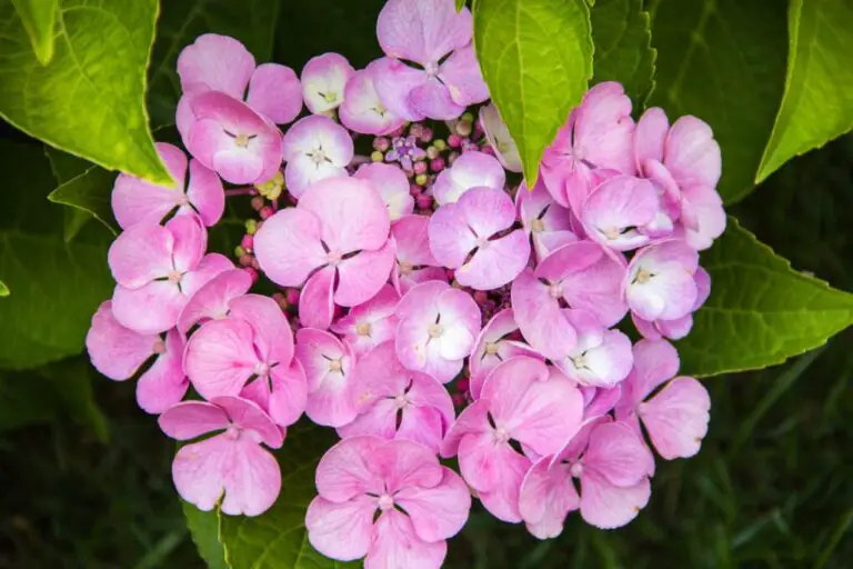 Do Hydrangeas Attract Ants? Exploring the Relationship Between These Garden Favorites and Ants