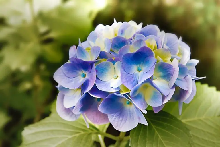 How to Replant Hydrangea: A Step-by-Step Guide for Successful Transplanting