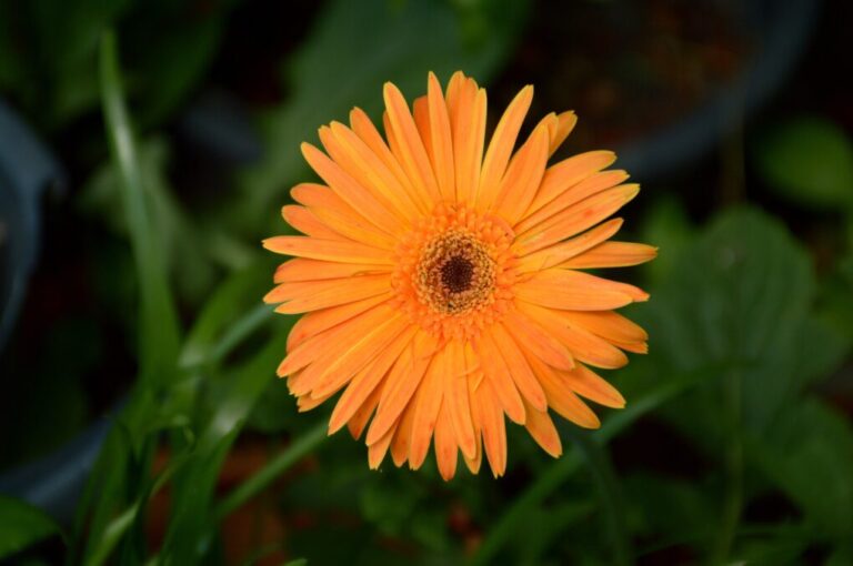What Does Gerbera Daisy Symbolize: Meanings and Significance Explained