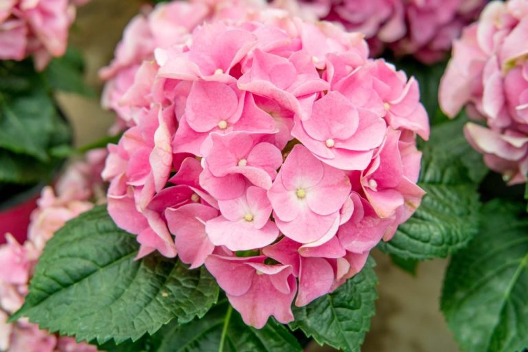 When to Cut Back Hydrangeas: A Gardening Guide