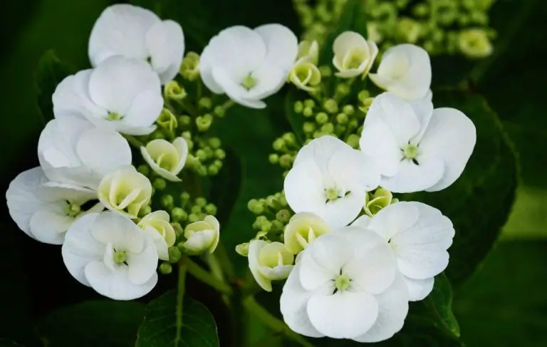 Does Hydrangea Need Fertilizer? A Comprehensive Guide