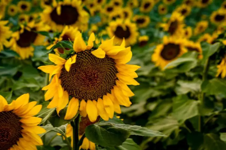 How Big Do Giant Sunflowers Get? A Comprehensive Guide