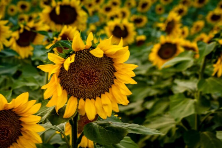 How Big Do Giant Sunflowers Get? A Comprehensive Guide