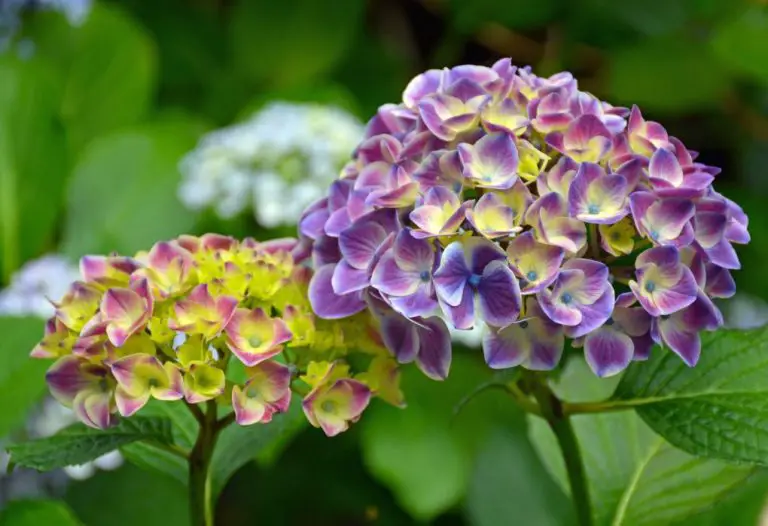 Are Hydrangeas Deer Resistant? Exploring the Plant’s Ability to Deter Wildlife