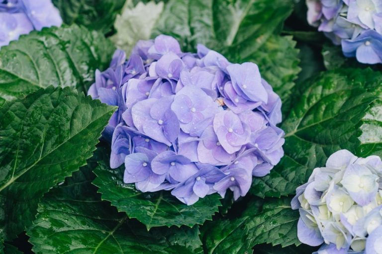 How to Prune Hydrangea: A Beginner’s Guide