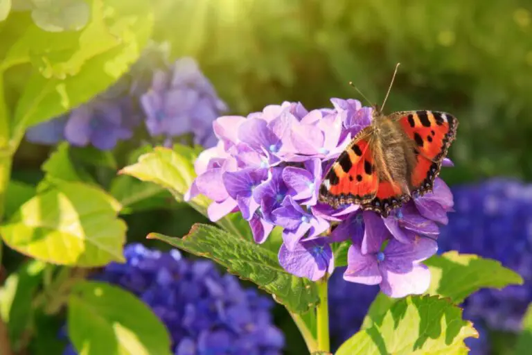 Does Hydrangea Attract Butterflies? Discover the Truth Here