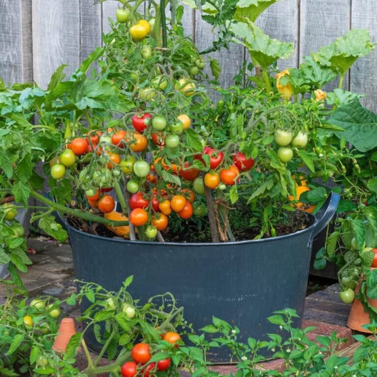 19 Kitchen Garden Ideas So Brilliant You’ll Wonder How You Ever Lived Without Them