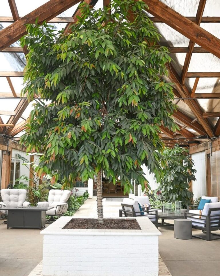 22 Large Potted Plants for Dramatic Decor: Maximize Green Style
