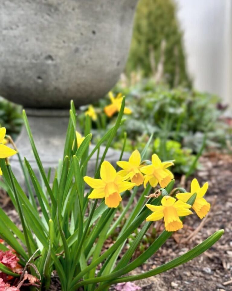 20 Easy Garden Ideas That Practically Care for Themselves: Set It and Forget It